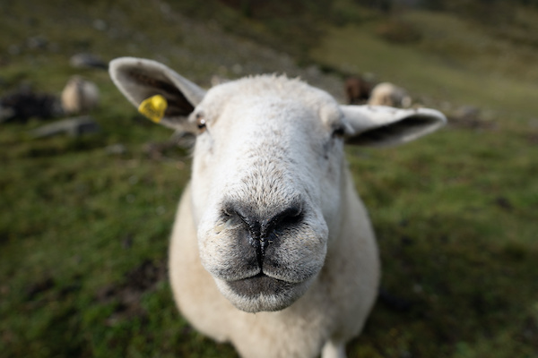 Das geklonte Schaf „Dolly“